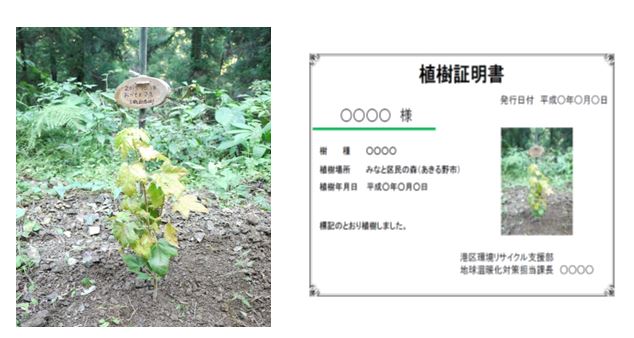 みなと区民の森への植樹(1本)